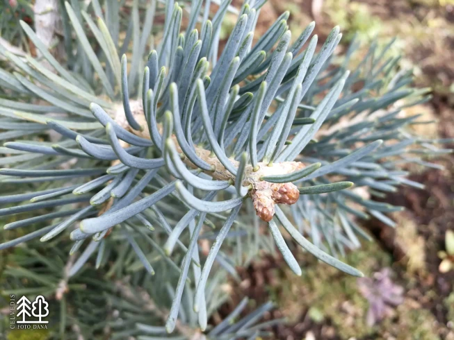 Abies concolor   'Compacta'